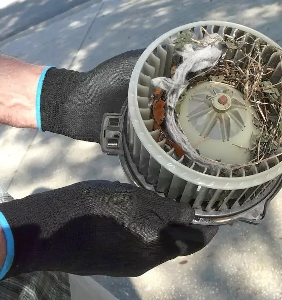 About Air Duct Mice Removal in Ocala, FL